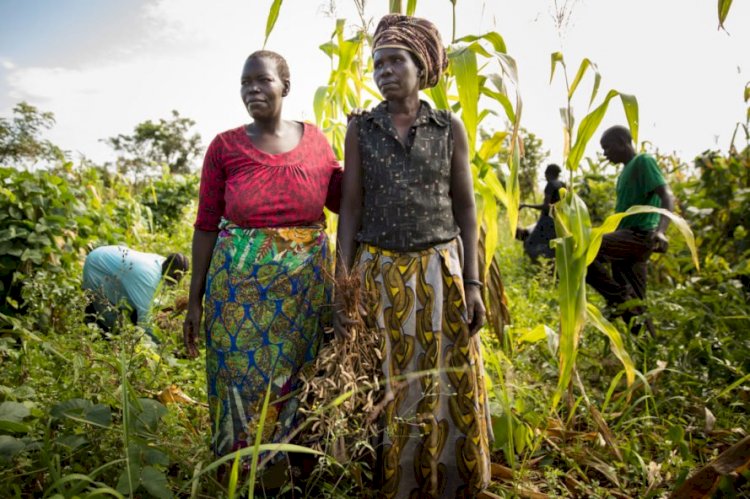 South Sudanese Refugees in Uganda Resort to Farming as UN Food Ratio Reduces