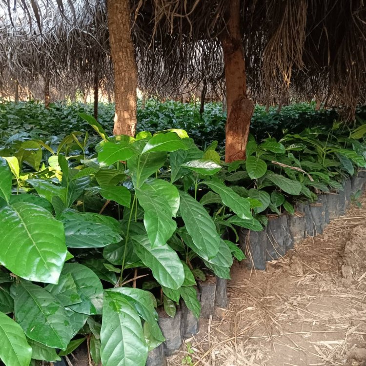 Ezo County Takes Lead in Coffee Plantation Initiative with 25,000 Seedlings Planted